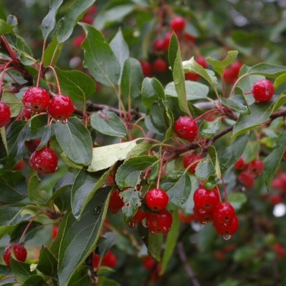 Дерево яблоня Роял