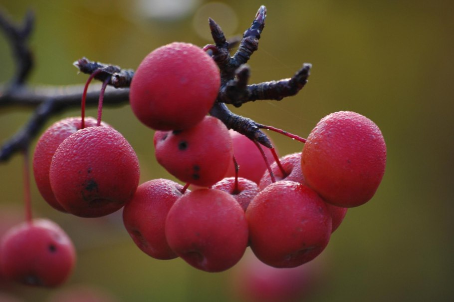 Яблоня декоративная Ола