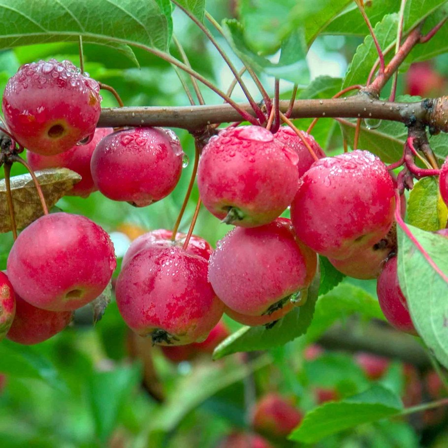 Яблоня Malus Brandywine