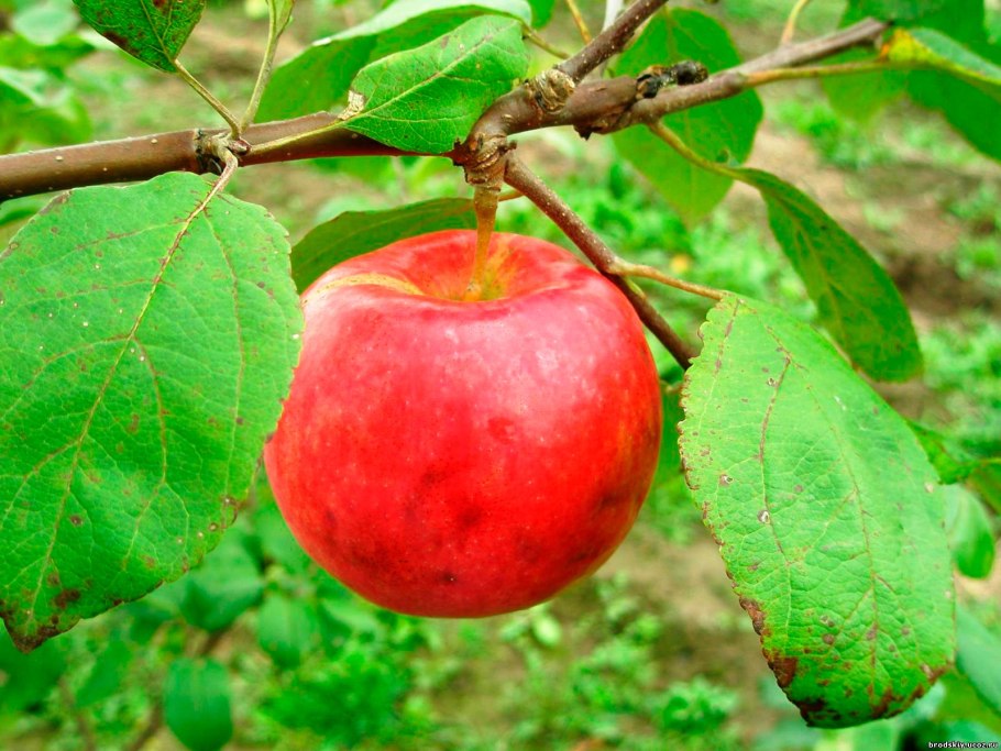 Яблоня Макамик