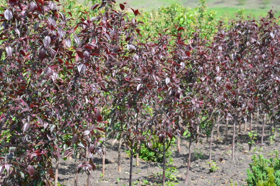 Яблоня Malus purpurea