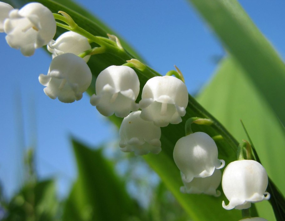 Ландыш Майский