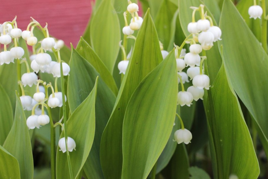 Ландыш Майский садовый