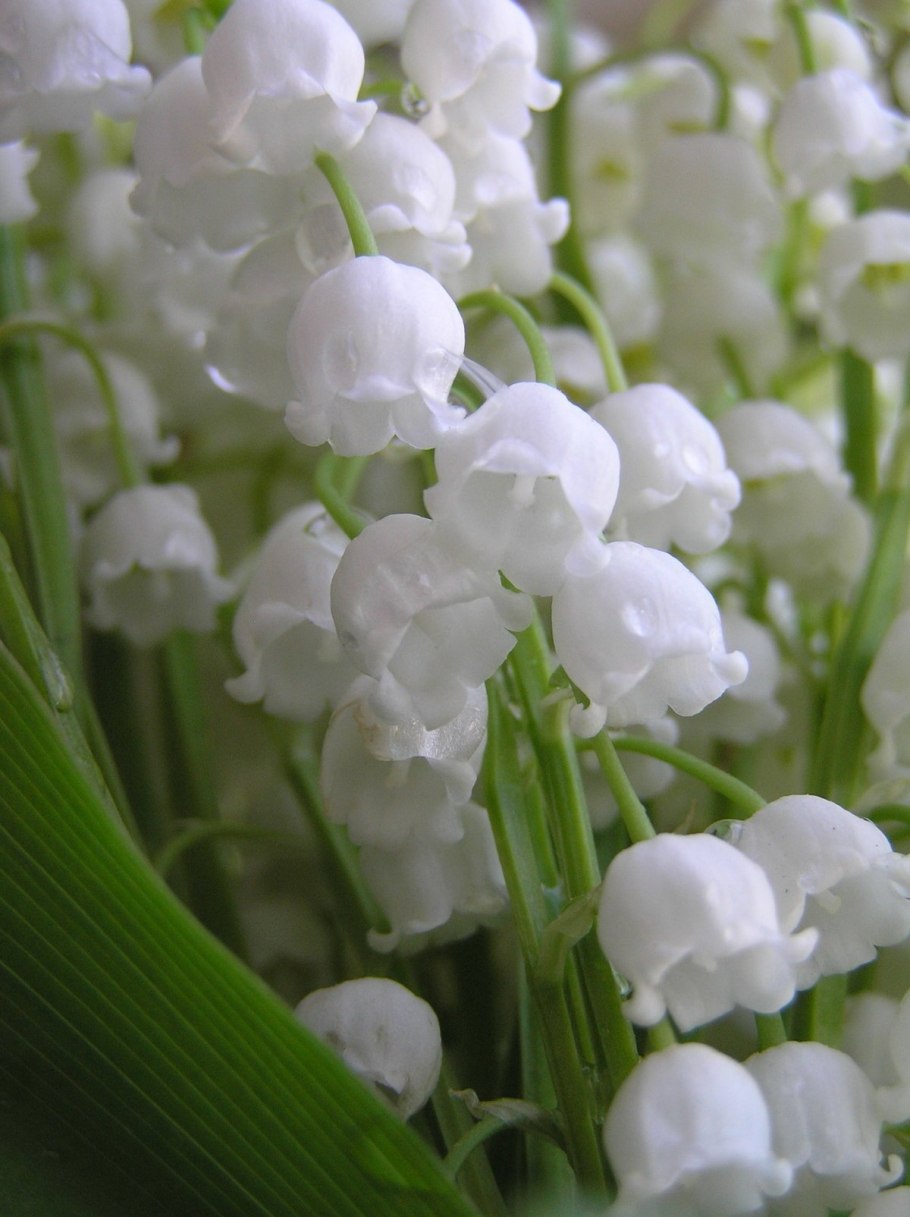 Ландыши Эстетика