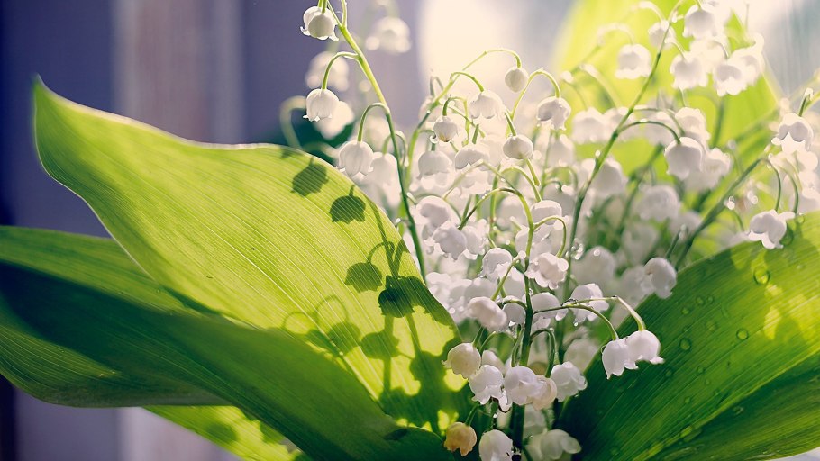 Ландыши солнце