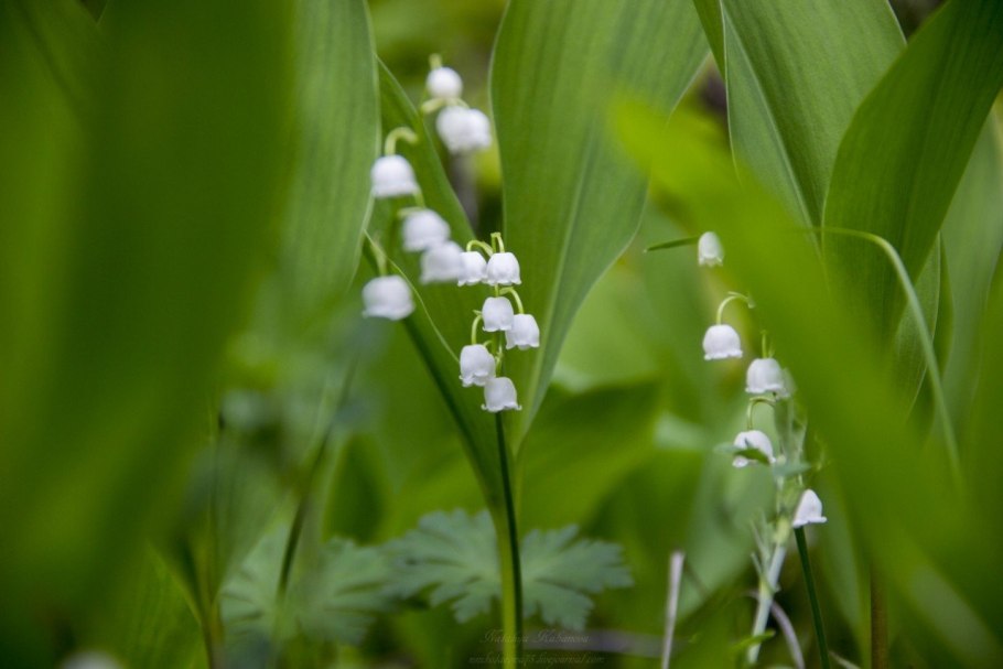Ландыш- Ландыш полевой