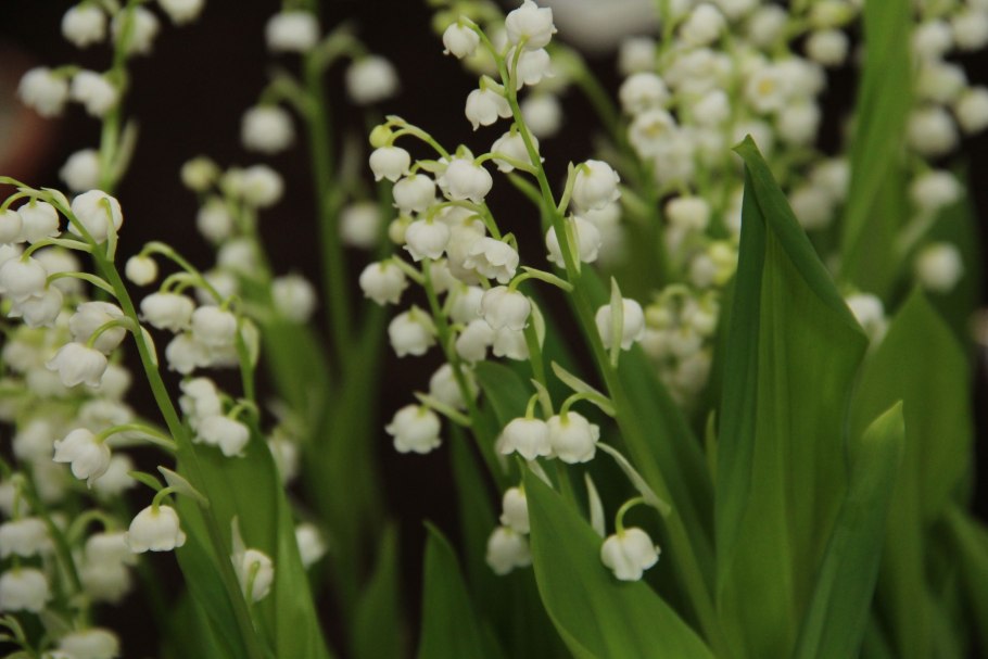 Convallaria Majalis