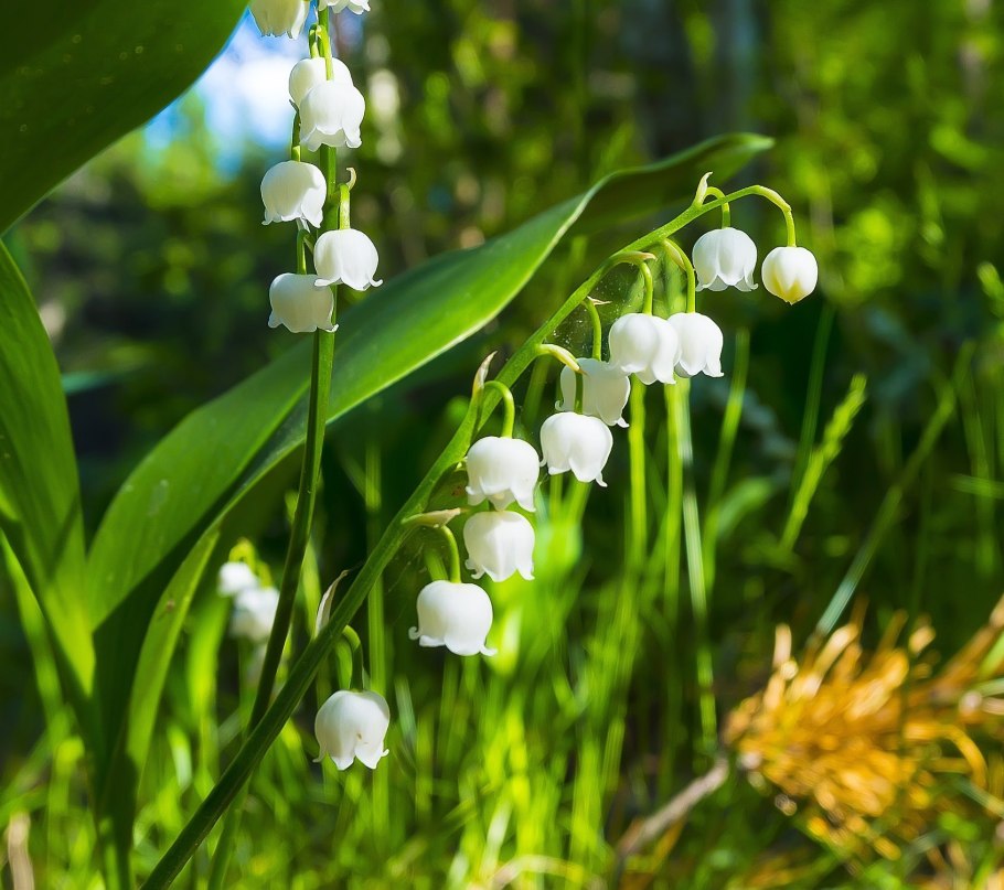 Ландыш Convallaria Majalis