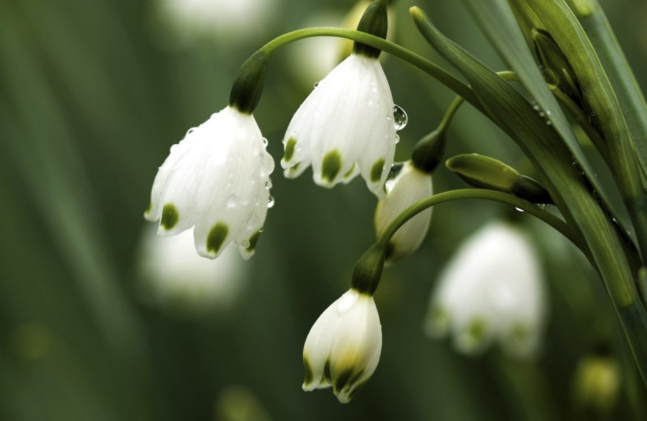 Белоцветник весенний и подснежники