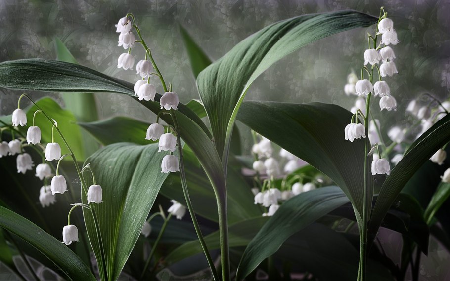 Ландыши "первоцветы"