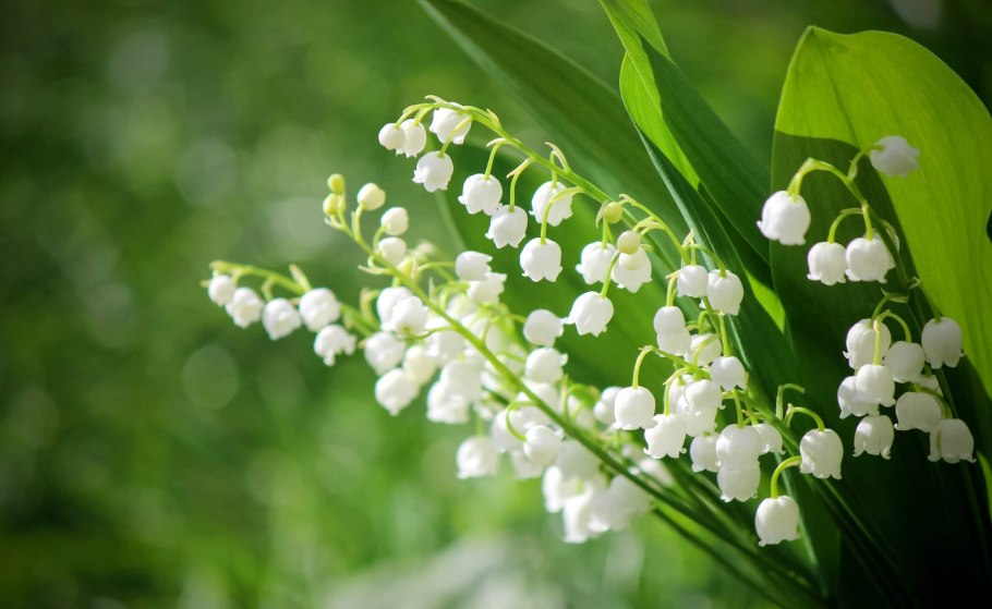 Ландыши "первоцветы"