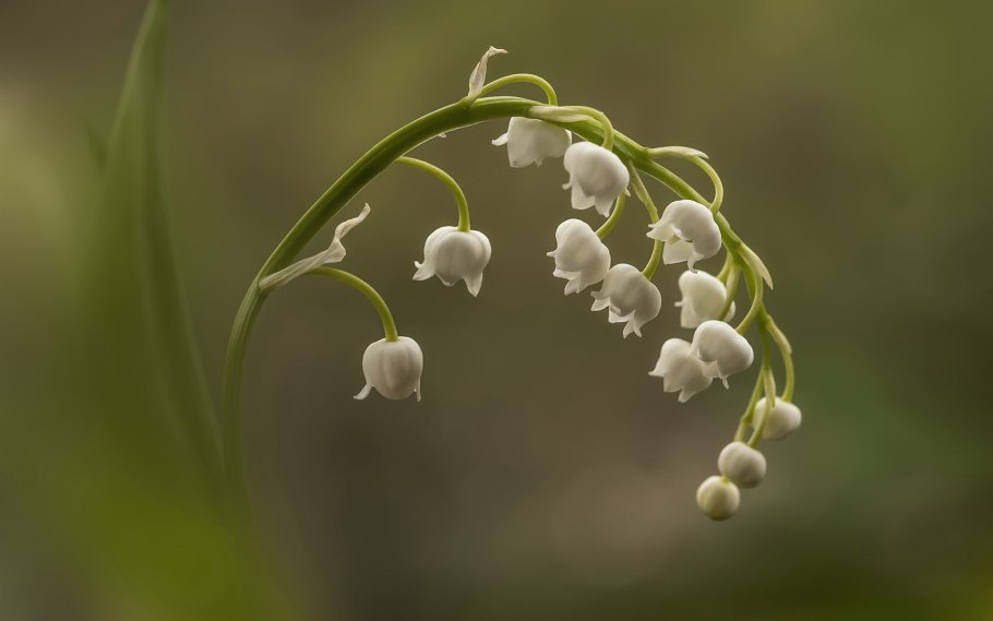 Ландыш Майский цветок