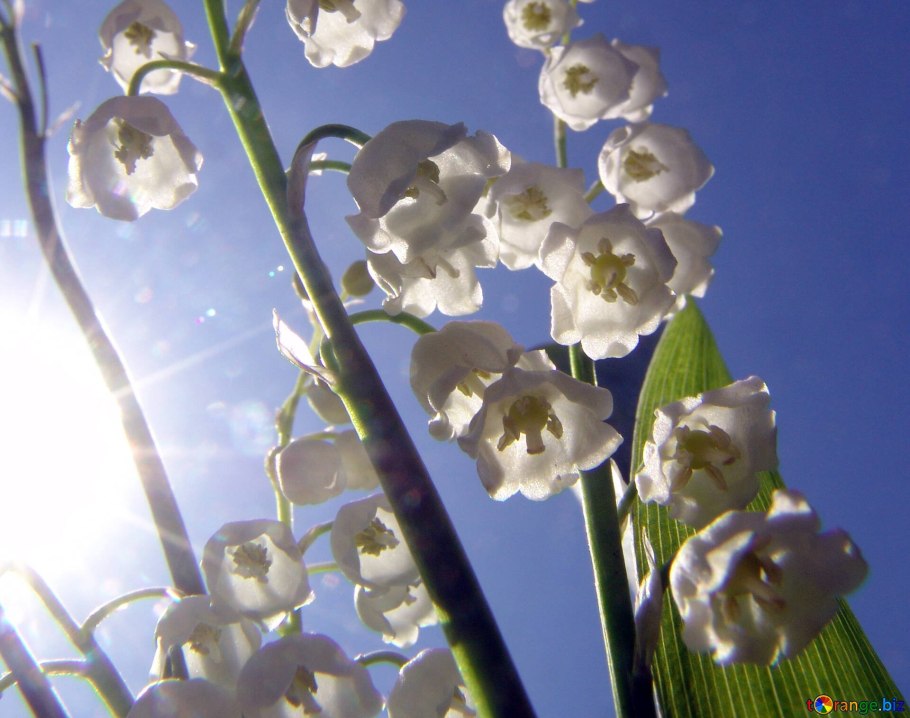 Ароматный белый Майский цветок