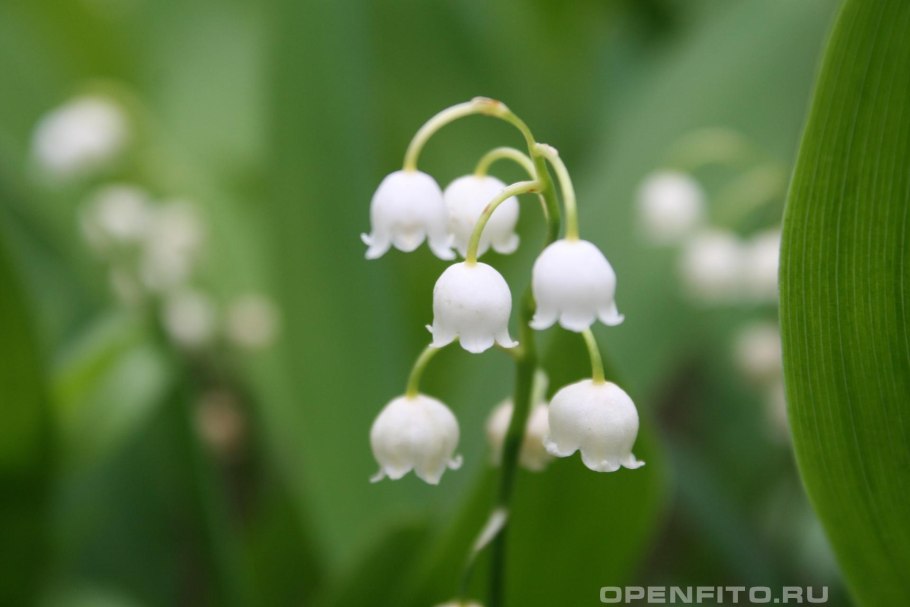 Ландыши майские