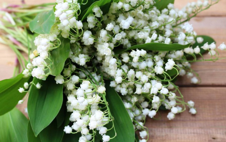 Ландыши и подснежники