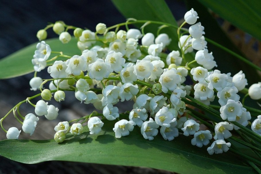 Ландыш Майский садовый