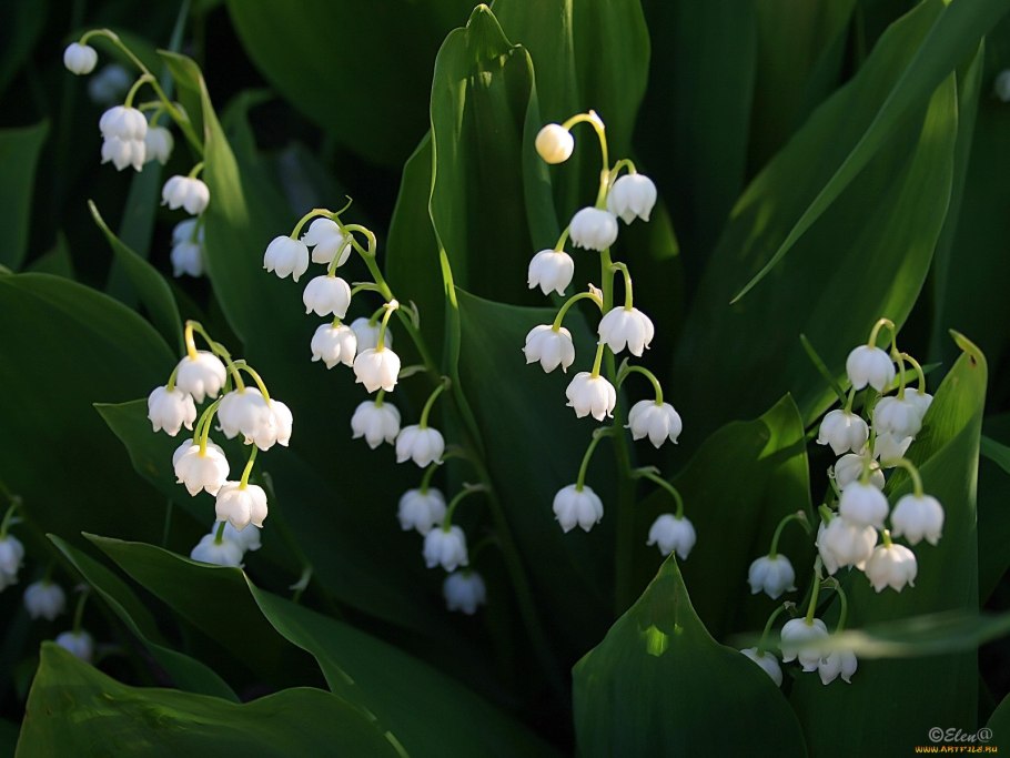 Ландыш Майский поле