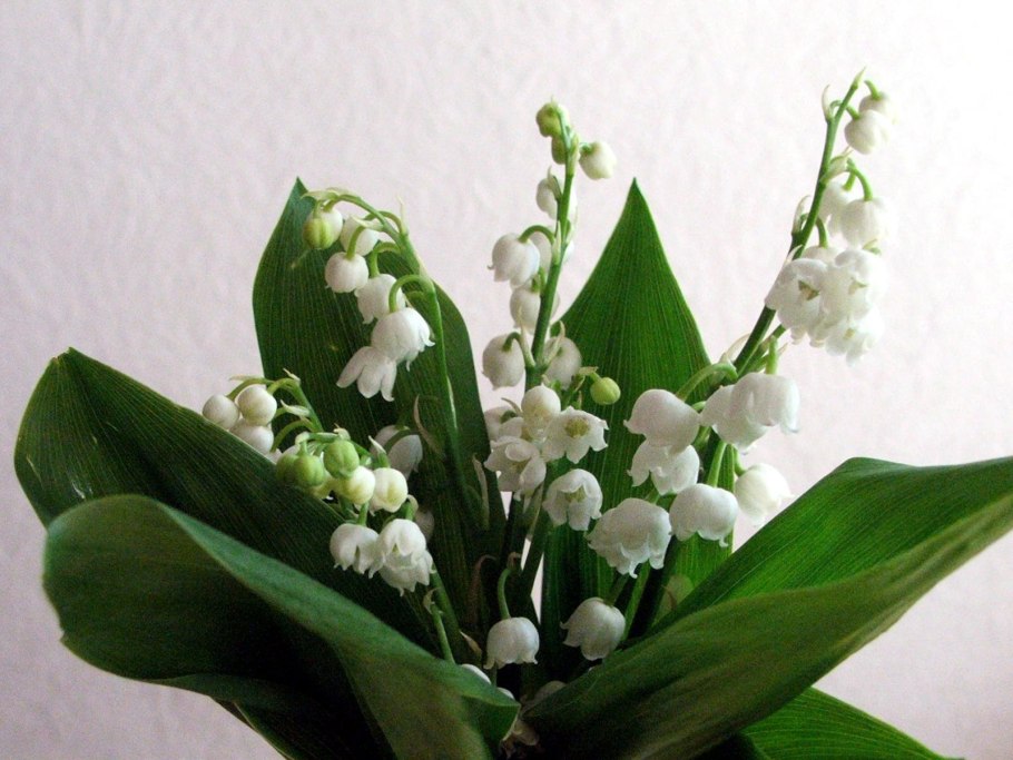 Ландыш цветок крупно