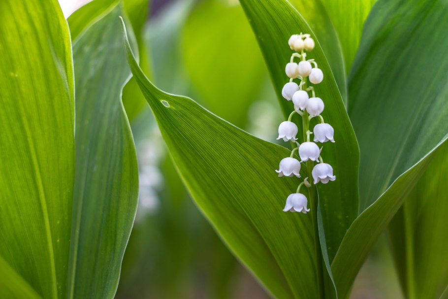 Ландыш рисунок