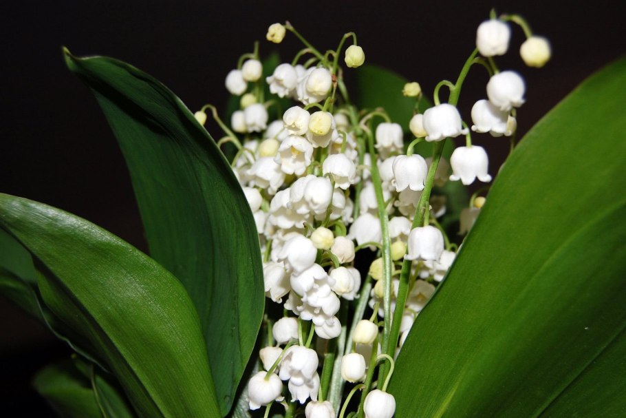 Ландыш майский convallaria majalis