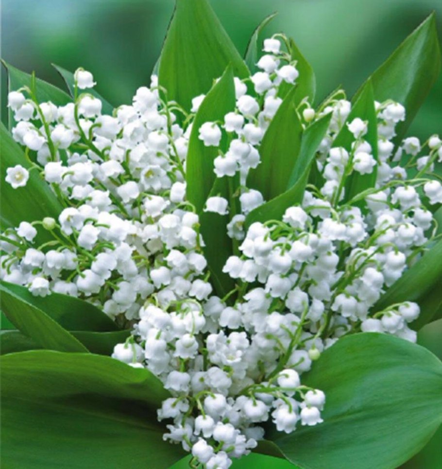 Японский Ландыш