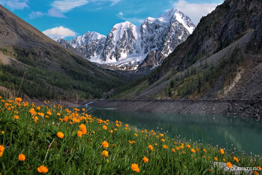 Купальница Алтайская