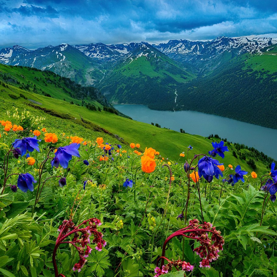 Уймонская степь