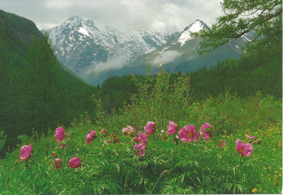Разнотравье Алтая