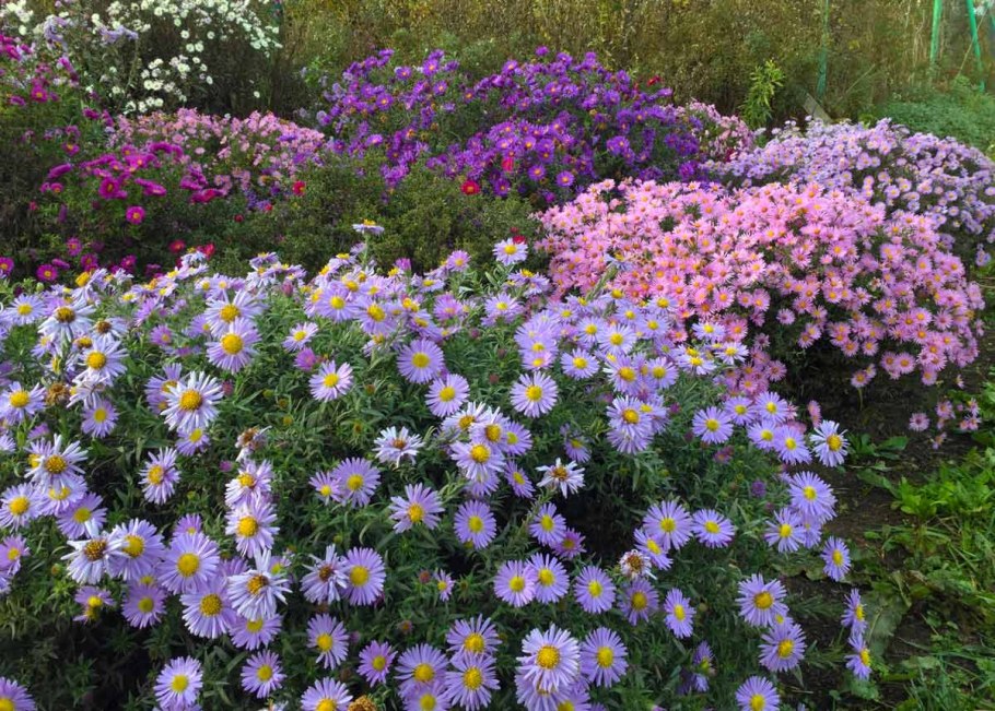 Астра многолетняя новоанглийская