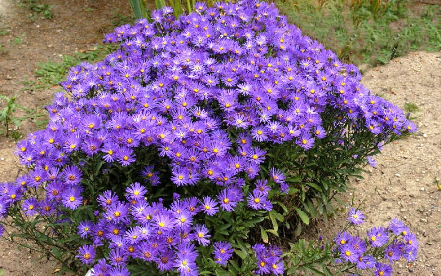 Астра Альпийская Альпинус