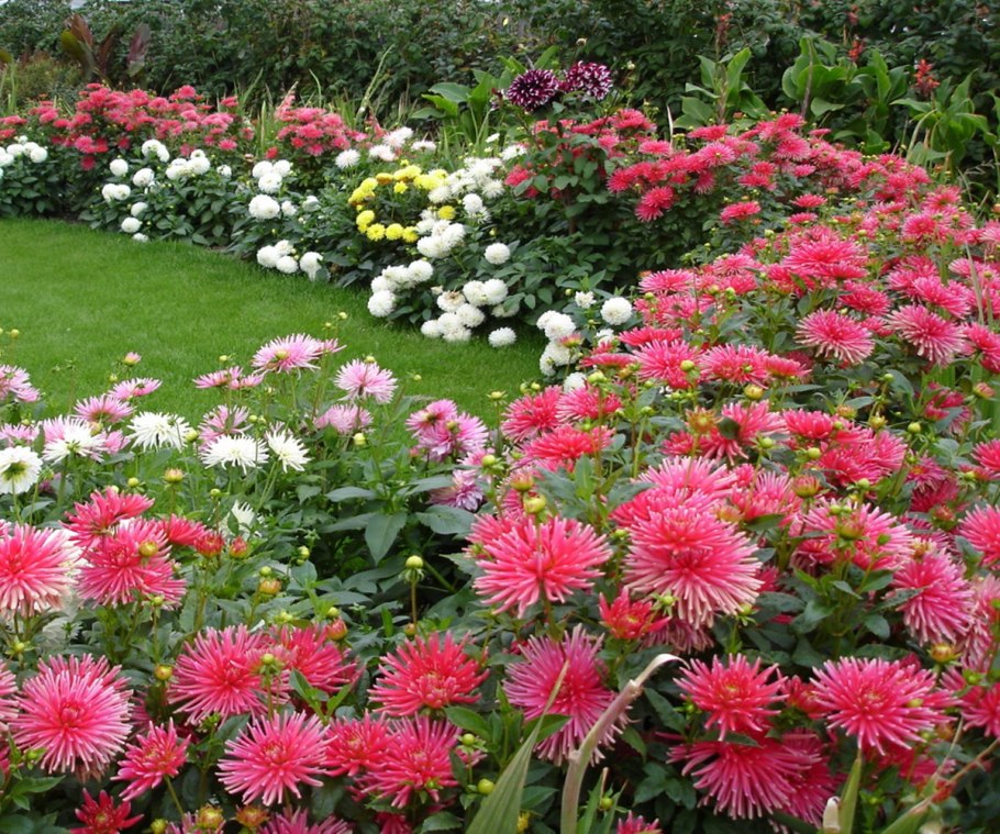 Астра Альпийская Голиаф (с2)