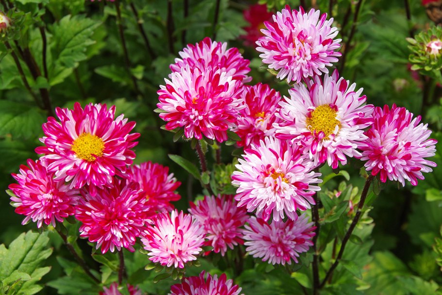 Новобельгийская Астра низкорослая