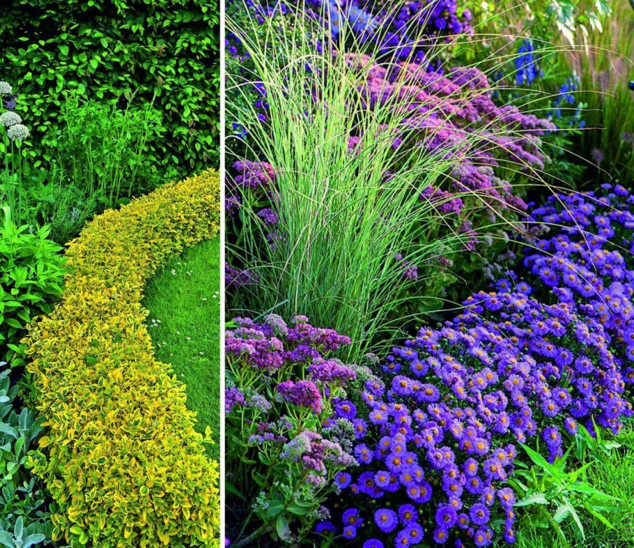 Низкорослые бордюрные георгины