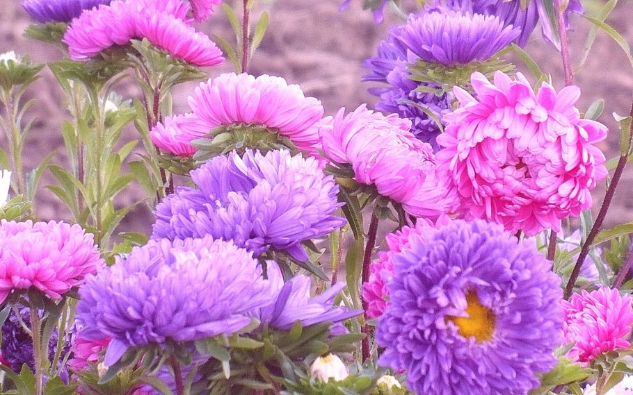 Астра новобельгийская (Aster Novi-Belgii &#96;Royal Ruby&#96;)