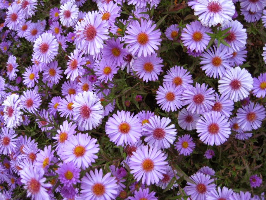 Астра кустарниковая Дженни