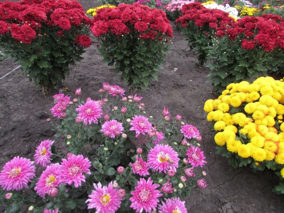 Однолетние и многолетние цветы