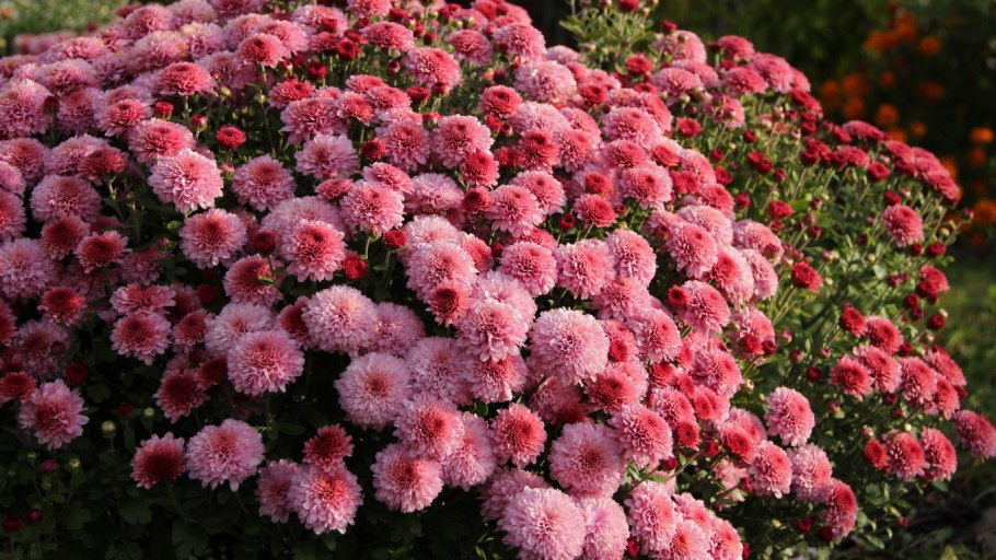 Хризантема Хорнбилл