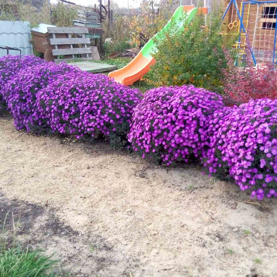 Астра бордюрная многолетняя