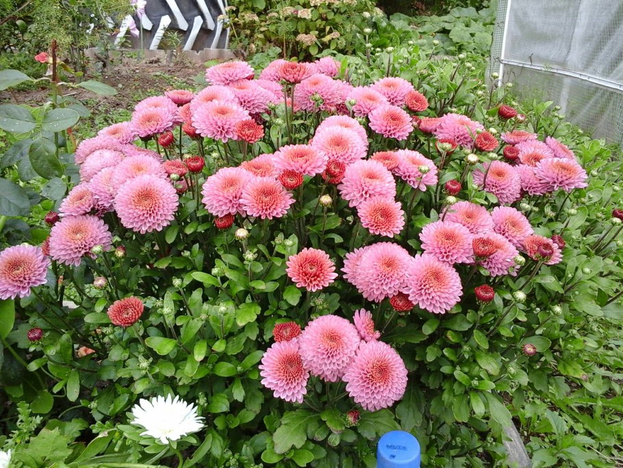 Георгины кактусовидные однолетние