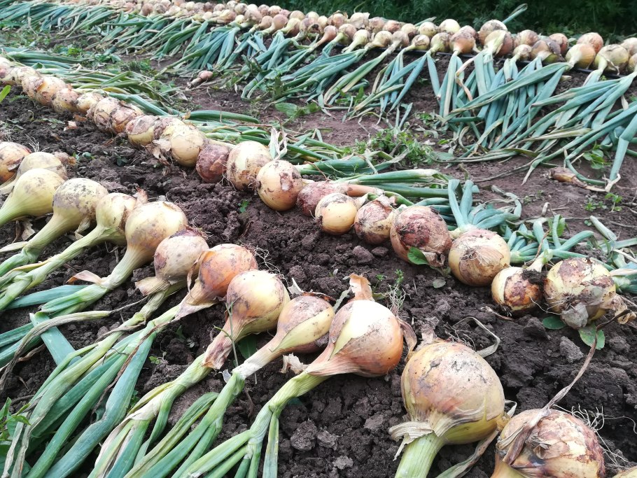 Лук репчатый Кантри f1 партнер