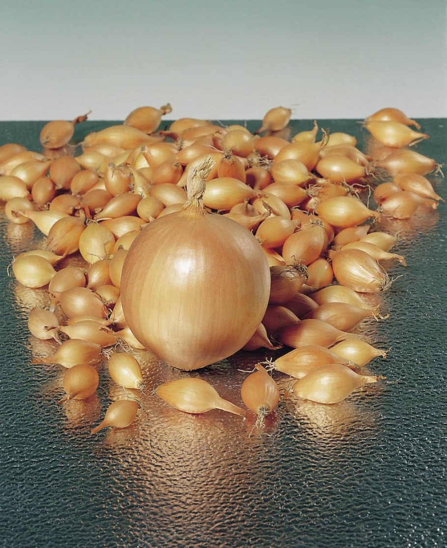 Лук Эленка f1 (50 шт.)