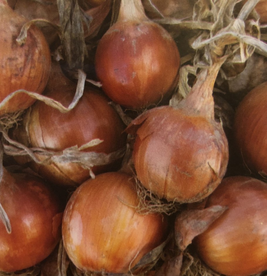 Семена лука репчатого