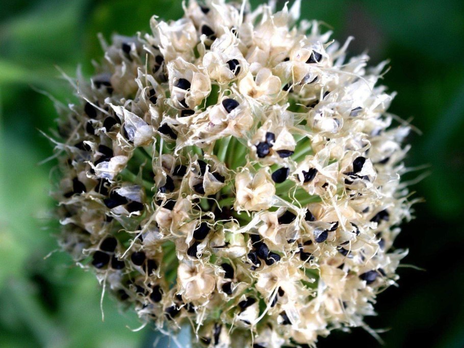 Лук сорта Глобо