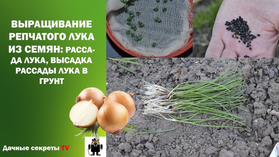 Штут8арден Ризен лук семена