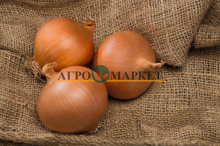 Всходы лука репчатого