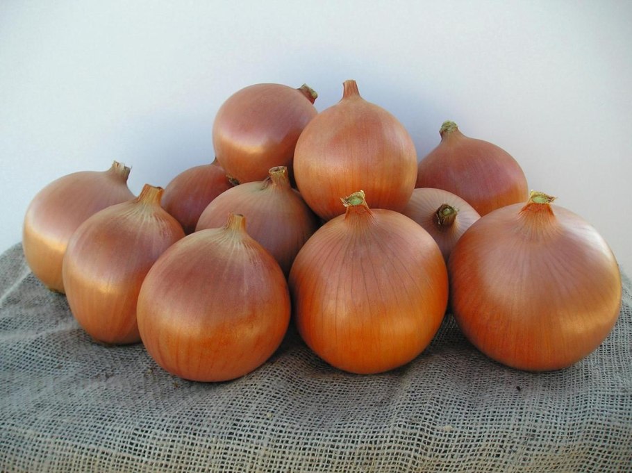 Лук-шалот продолговатый сорт