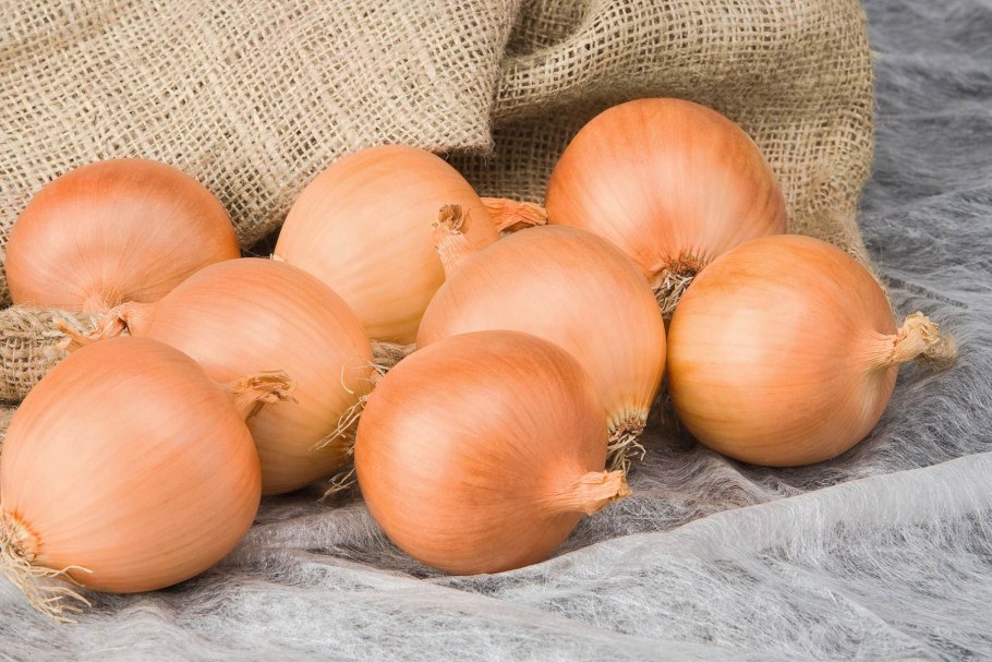 Лук севок Бамбергер