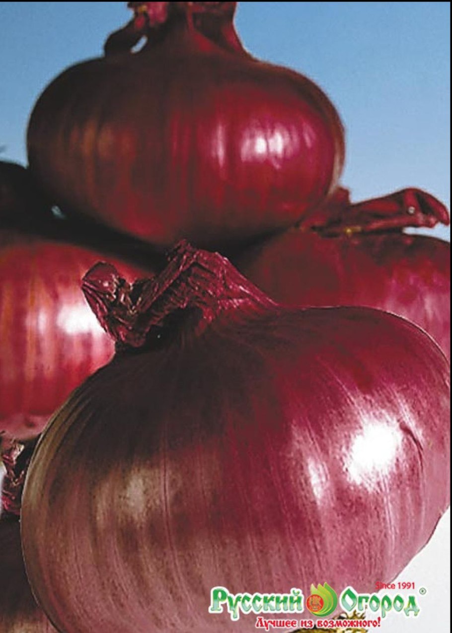 Лук сорт Манас