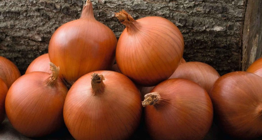 Лук Универсо f1 (50 шт.)