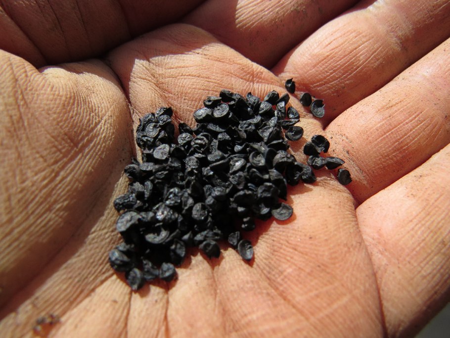 Лук репчатый Стригуновский местный 1гр Гавриш *10